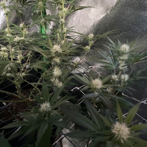 GDP #1 Gen 1  growlog timeline photo