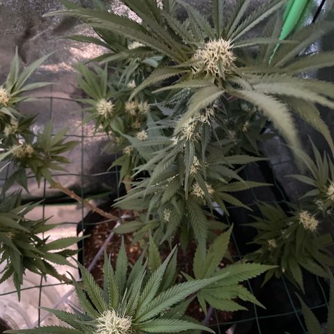 GDP #2, Gen 1 growlog timeline photo