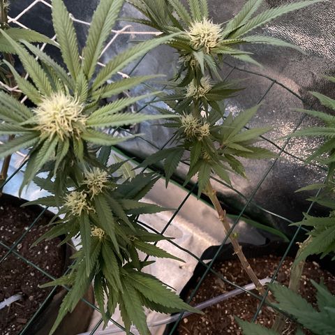 GDP #2, Gen 1 growlog timeline photo