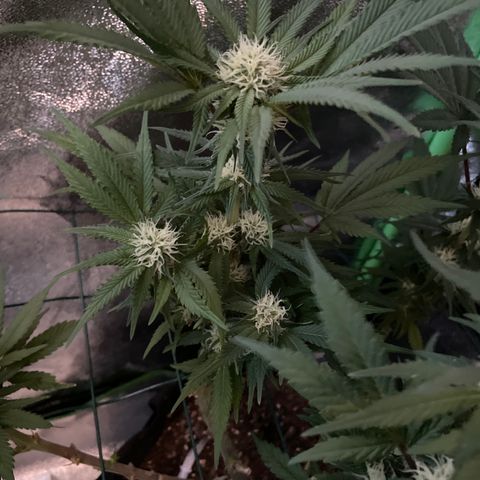 GDP #2, Gen 1 growlog timeline photo