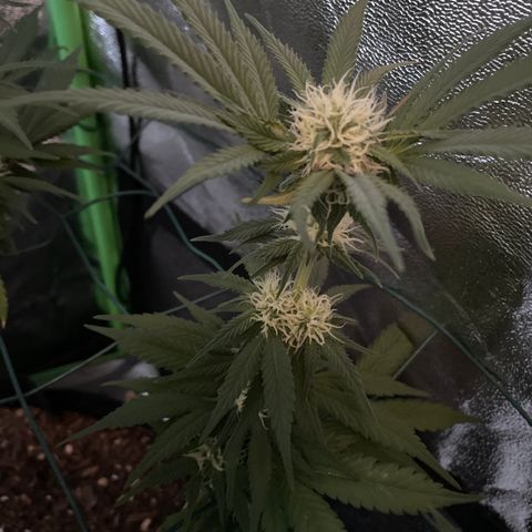 GDP #2, Gen 1 growlog timeline photo