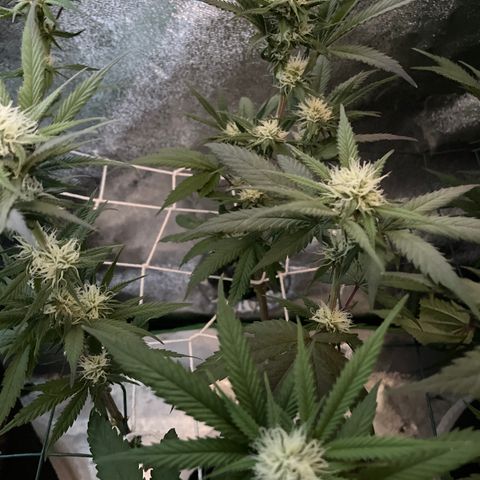 GDP #1 Gen 1  growlog timeline photo