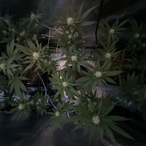GDP #1 Gen 1  growlog timeline photo