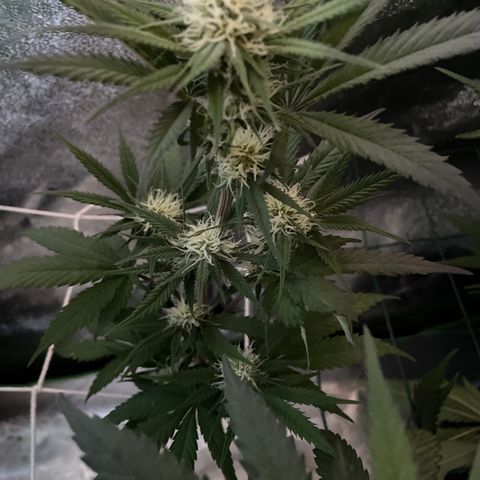 GDP #1 Gen 1  growlog timeline photo