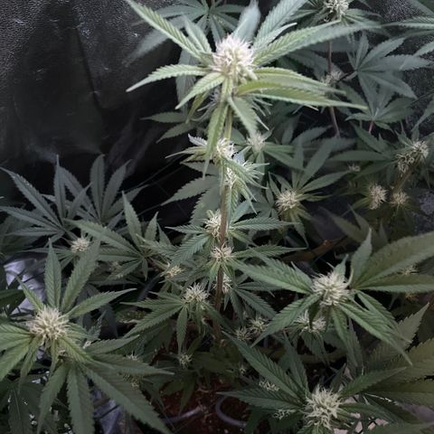 GDP #3 Gen 1 growlog timeline photo