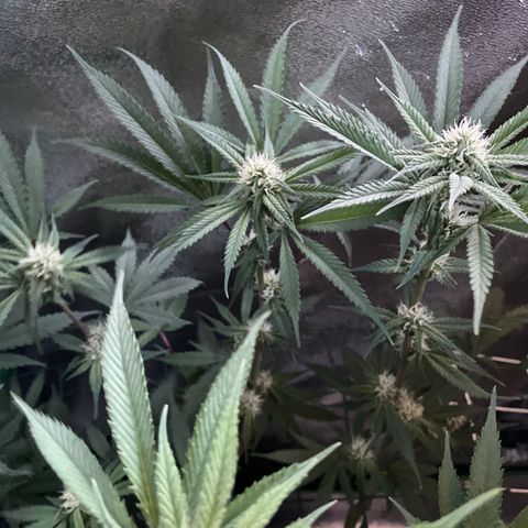 GDP #3 Gen 1 growlog timeline photo