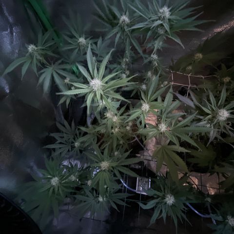 GDP #3 Gen 1 growlog timeline photo