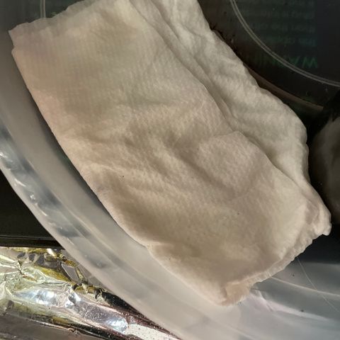 Blueberry 1 Gen 1  growlog photo: Switched seed to paper towel method because it did not germinate