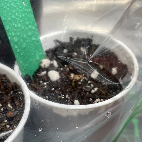 Blueberry 1 Gen 1  growlog photo: Moved into soil, in humidity bag. Clear signs of strong germination.