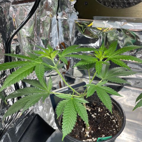 GDP Mother growlog photo: Healthy Topped Plant. 