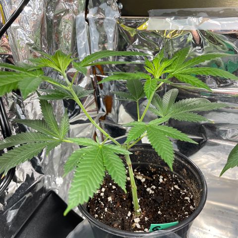 GDP Mother growlog timeline photo