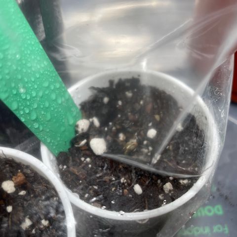 Blueberry 1 Gen 1  growlog timeline photo