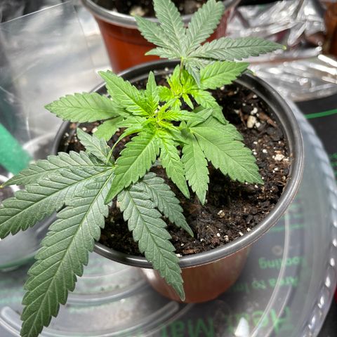 GDP 1 Gen 2 #3 growlog timeline photo