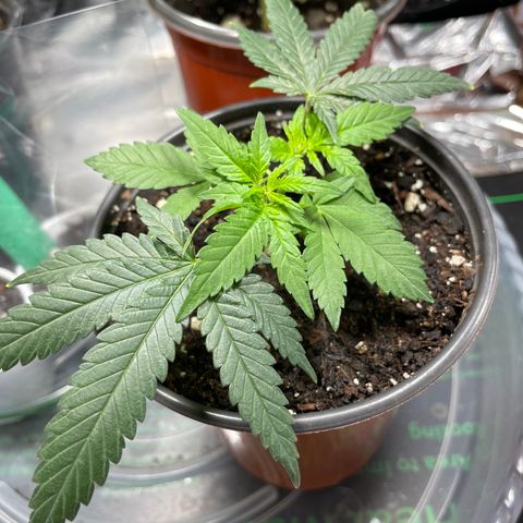 GDP 1 Gen 2 #3 growlog timeline photo