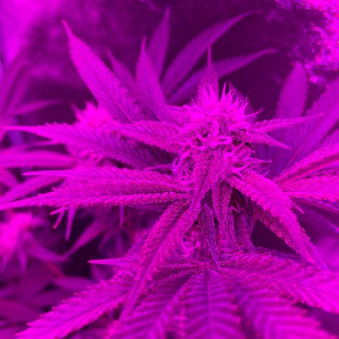 GDP #3 Gen 1 growlog timeline photo