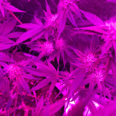 GDP #3 Gen 1 growlog timeline photo
