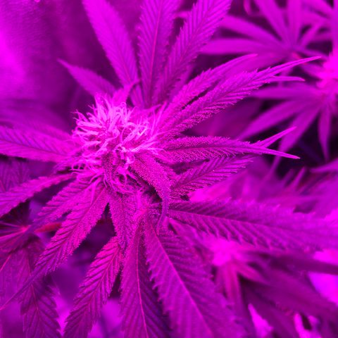 GDP #3 Gen 1 growlog timeline photo