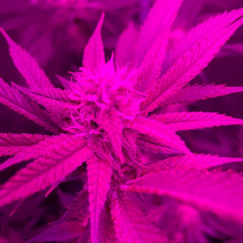 GDP #3 Gen 1 growlog timeline photo