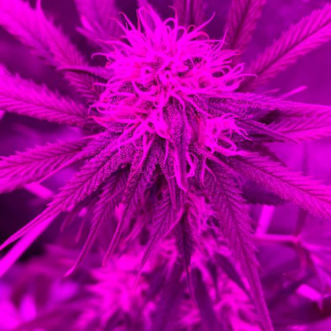 GDP #2, Gen 1 growlog timeline photo