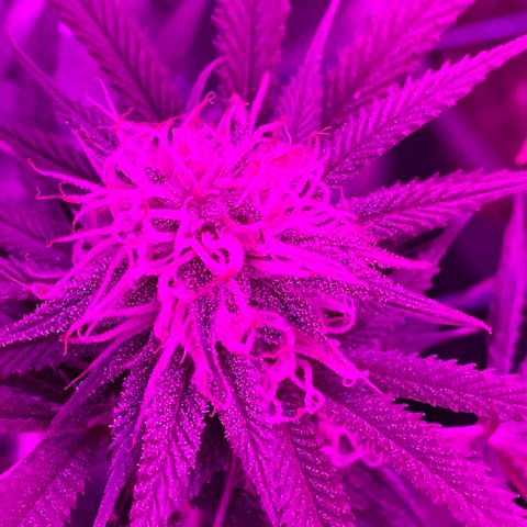 GDP #2, Gen 1 growlog timeline photo