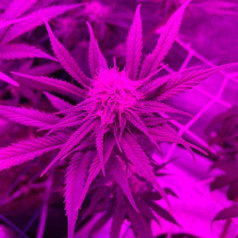 GDP #2, Gen 1 growlog timeline photo