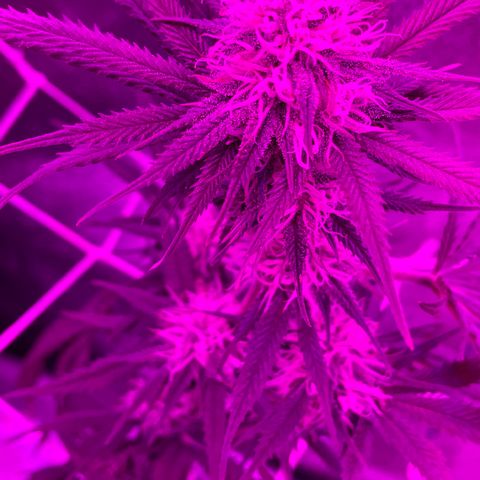 GDP #2, Gen 1 growlog timeline photo