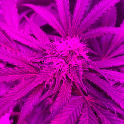 GDP #1 Gen 1  growlog timeline photo