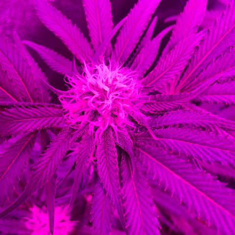 GDP #1 Gen 1  growlog timeline photo