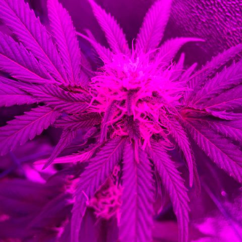 GDP #1 Gen 1  growlog timeline photo