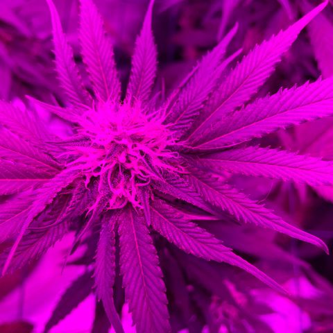 GDP #1 Gen 1  growlog timeline photo