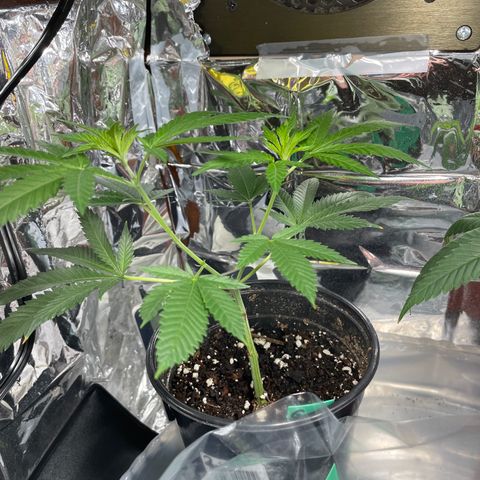 GDP Mother growlog timeline photo