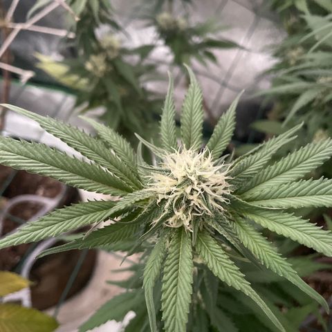 GDP #1 Gen 1  growlog timeline photo