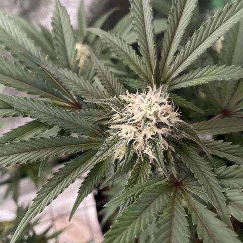 GDP #1 Gen 1  growlog timeline photo