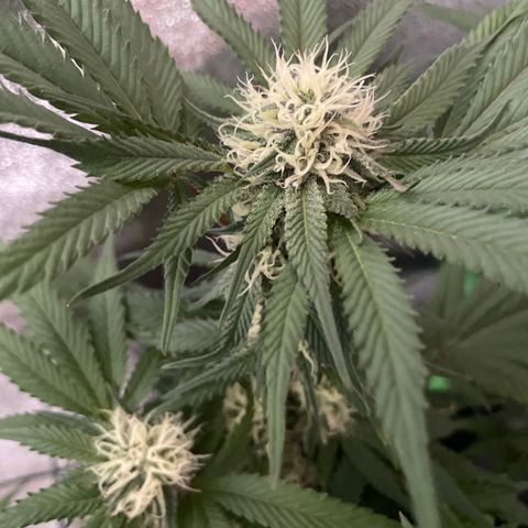 GDP #1 Gen 1  growlog timeline photo