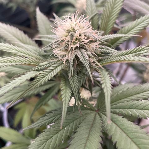 GDP #2, Gen 1 growlog timeline photo