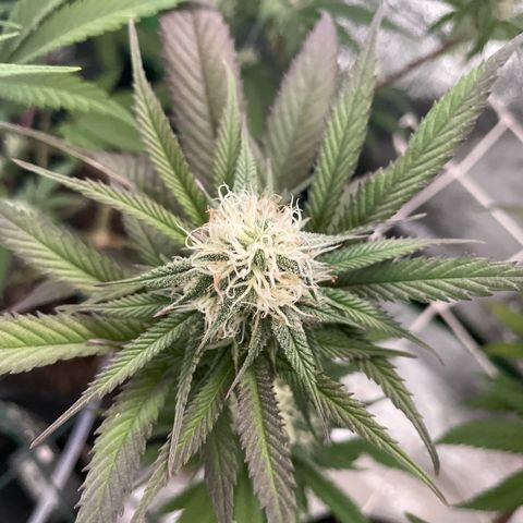 GDP #2, Gen 1 growlog timeline photo