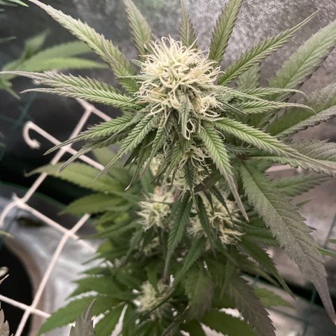 GDP #2, Gen 1 growlog timeline photo