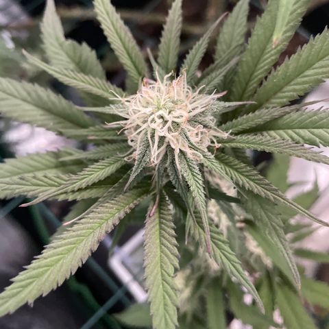 GDP #2, Gen 1 growlog timeline photo