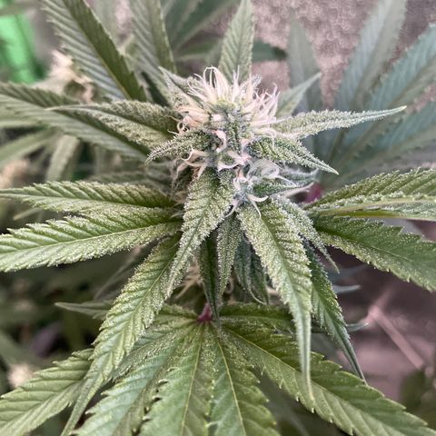 GDP #3 Gen 1 growlog timeline photo