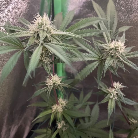 GDP #3 Gen 1 growlog timeline photo
