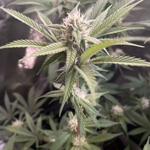 GDP #3 Gen 1 growlog timeline photo