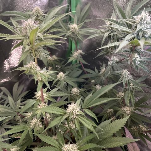 GDP #3 Gen 1 growlog timeline photo