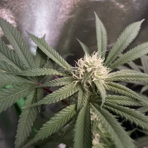 GDP #3 Gen 1 growlog timeline photo