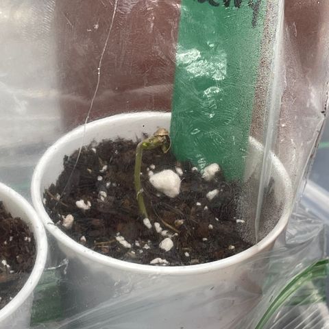 Blueberry 1 Gen 1  growlog timeline photo