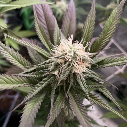 GDP #2, Gen 1 growlog timeline photo