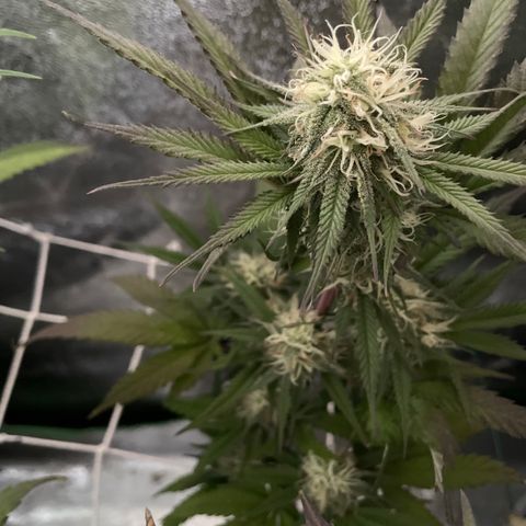 GDP #2, Gen 1 growlog timeline photo