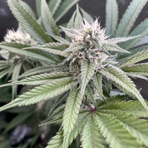 GDP #3 Gen 1 growlog timeline photo
