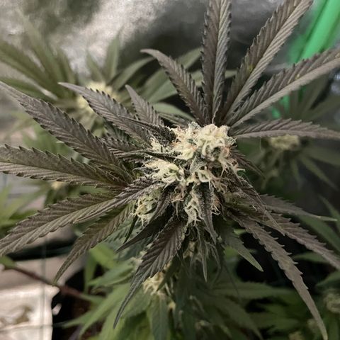 GDP #1 Gen 1  growlog timeline photo