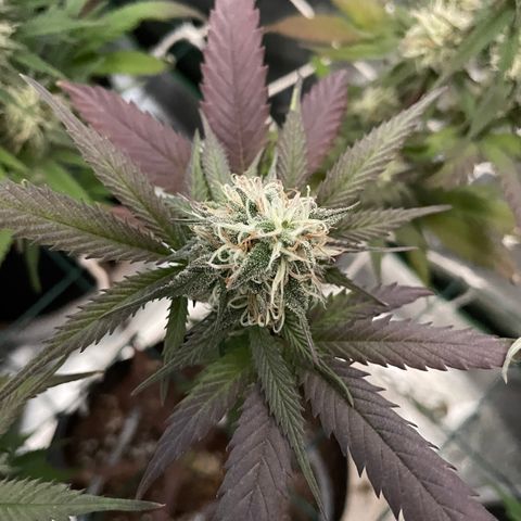 GDP #2, Gen 1 growlog timeline photo
