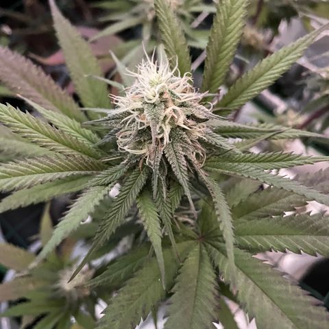 GDP #2, Gen 1 growlog timeline photo